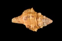 藏品(多稜旋螺)的圖片